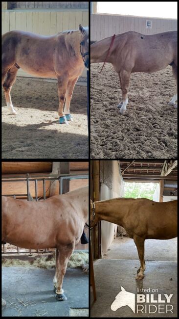 Lieber, kompakter Quarter Horse Wallach in palomino, Kerstin Rehbehn (Pferdemarketing Ost), Horses For Sale, Nienburg, Image 8