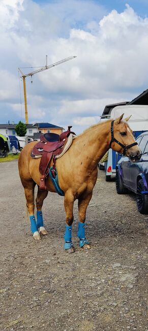 Lieber, kompakter Quarter Horse Wallach in palomino, Kerstin Rehbehn (Pferdemarketing Ost), Horses For Sale, Nienburg, Image 7