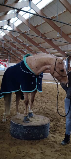 Lieber, kompakter Quarter Horse Wallach in palomino, Kerstin Rehbehn (Pferdemarketing Ost), Horses For Sale, Nienburg, Image 6