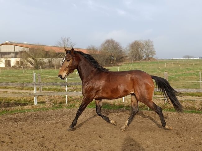 lieber Cruzado Wallach, Kerstin Rehbehn (Pferdemarketing Ost), Horses For Sale, Nienburg