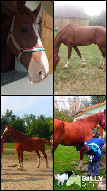 Lieber Dunkelfuchs, 12 Jahre, Verlasspferd, Nikol Steincke , Horses For Sale, Nagyszokoly , Image 5