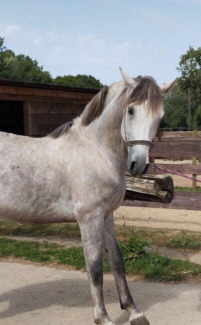 Lieber Wallach für die ganze Familie, Wiebke , Horses For Sale, Issum