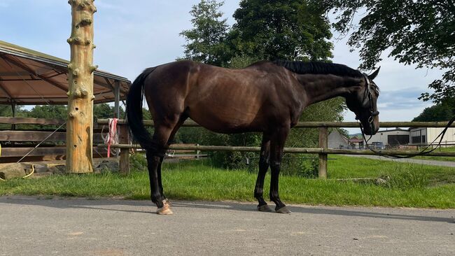 Lieber Wallach für Jung und Alt, Kerstin Rehbehn (Pferdemarketing Ost), Horses For Sale, Nienburg, Image 6