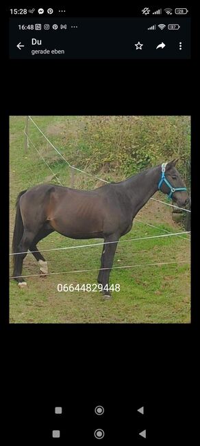 Lieber Wallach, Natascha, Horses For Sale, St. Thomas am Bl.