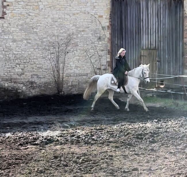 Liebe Schimmelstute - 9 jährig - spanisch, Justine Kluge, Horses For Sale, Ausleben , Image 5