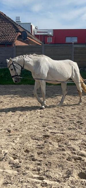 Liebe tolle Stute als bei stell Pferd an.,  E .p , Horses For Sale, Thedinghausen, Image 4