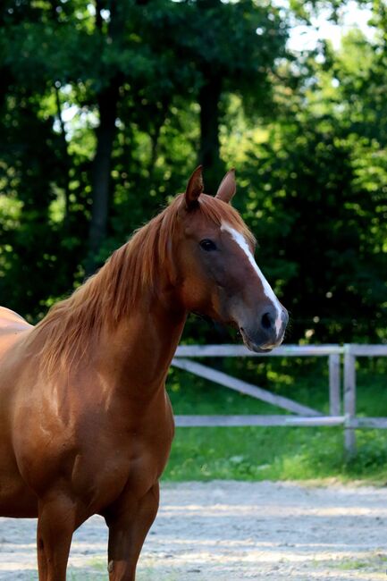 Ganz liebe Gunner/Jokers Enterprise Tochter, Kerstin Rehbehn (Pferdemarketing Ost), Horses For Sale, Nienburg, Image 5