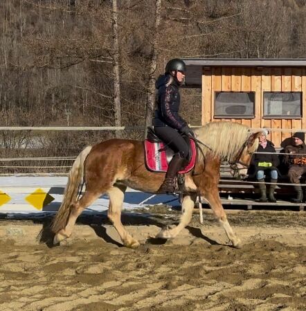 Liebe Haflinger Stute, Anna Bischof, Horses For Sale, Sankt Peter am Kammersberg, Image 3