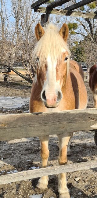 Liebe Haflingerstute, Barbara, Horses For Sale, Wien, Image 2