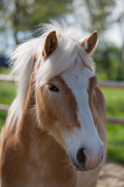 Liebe Haflingerstute, Barbara, Horses For Sale, Wien