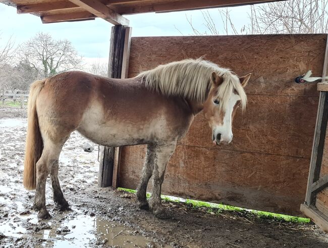 Liebe Haflingerstute, Barbara, Horses For Sale, Wien, Image 6