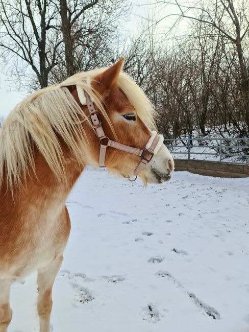 Liebe Haflingerstute, Barbara, Horses For Sale, Wien, Image 8