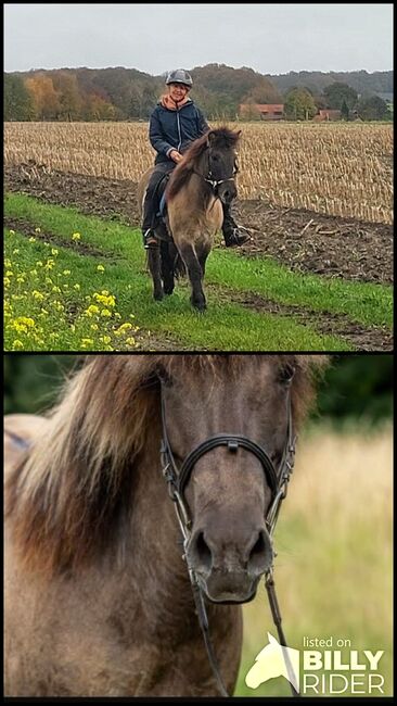 Liebe Islandstute zu verkaufen, Claudia Grunden , Horses For Sale, Schermbeck, Image 3