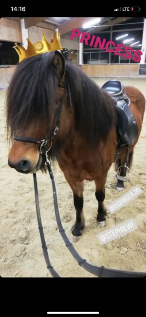 Liebe Isi- Stute an Bestplatz abzugeben. Platz vor Preis., Anika Groß, Horses For Sale, Tainach, Image 6