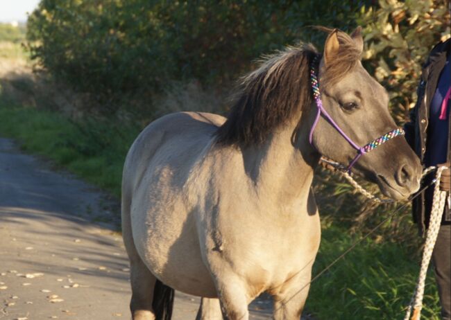 Lieber Konik Wallach sucht neues Zuhause, Sarah, Horses For Sale, Welver