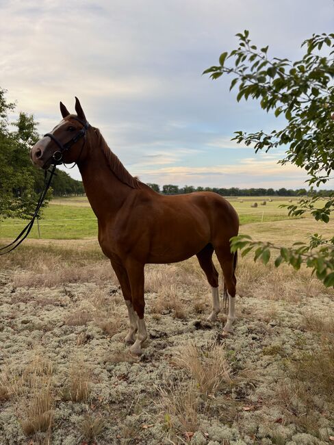 Liebes Freizeitpferd, Emily , Horses For Sale, Lenzen (Elbe)