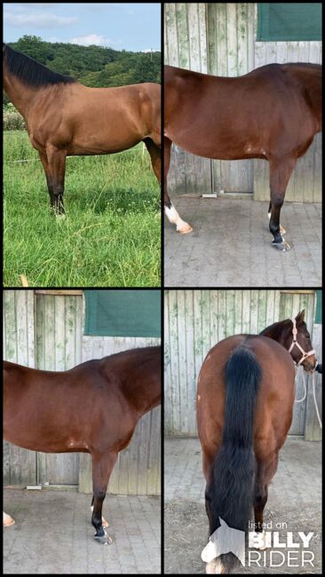 Liebe, freizeitgerittene Doc Chex Enkelin, Kerstin Rehbehn (Pferdemarketing Ost), Horses For Sale, Nienburg, Image 11