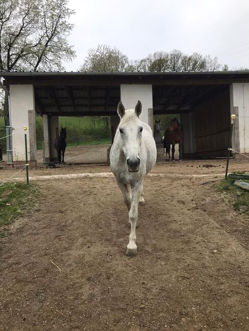 Lieber Lipizzaner sucht Reitbeteiligung, Marlene Hamedl, Horse Sharing, Tobaj, Image 8