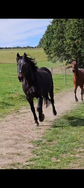 Liebe Stute für Anfänger, Petra, Horses For Sale, Steinkreuz, Image 4