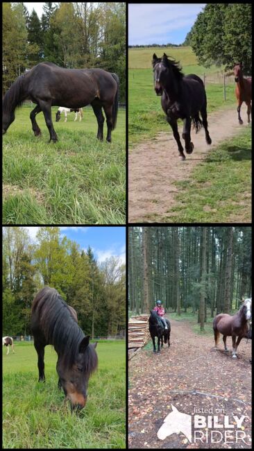 Liebe Stute für Anfänger, Petra, Horses For Sale, Steinkreuz, Image 5