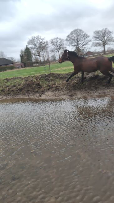 Liebe Stute mit go, Nadine , Horses For Sale, Kummerfeld , Image 4