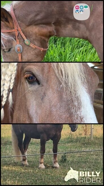 Liebe  Norikerstute, I.Colak, Horses For Sale, Willich, Image 4