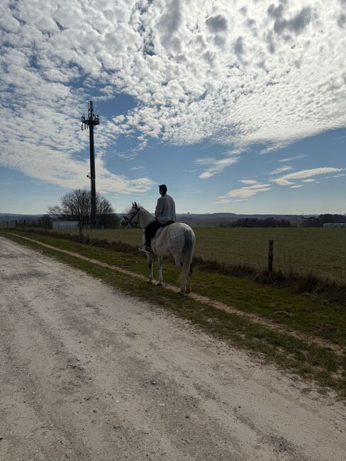 Liebes Pony abzugeben, Marcel S , Horses For Sale, Mettmann , Image 3