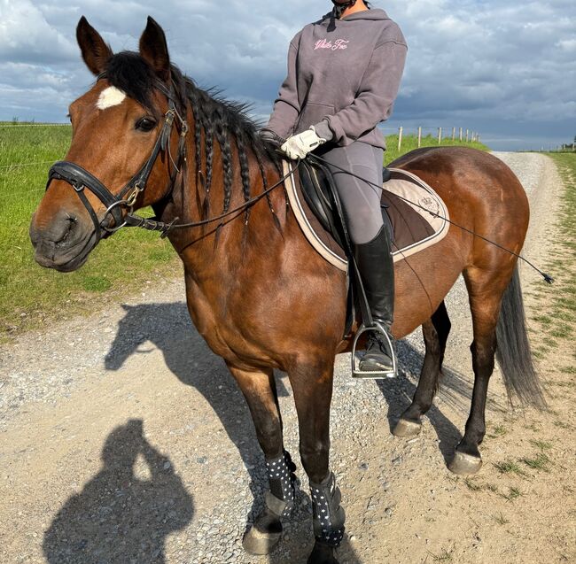 Liebes Pony abzugeben, Marcel S , Horses For Sale, Mettmann , Image 2