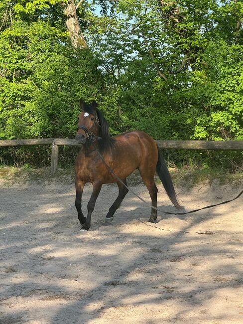 Liebes Pony abzugeben, Marcel S , Horses For Sale, Mettmann , Image 4