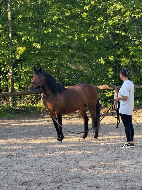 Liebes Pony abzugeben, Marcel S , Horses For Sale, Mettmann , Image 6