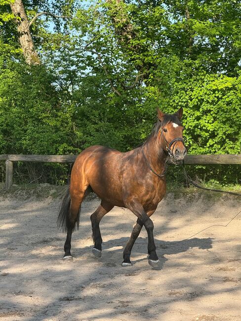 Liebes Pony abzugeben, Marcel S , Horses For Sale, Mettmann , Image 8