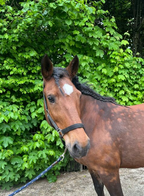Liebes Pony abzugeben, Marcel S , Horses For Sale, Mettmann , Image 9