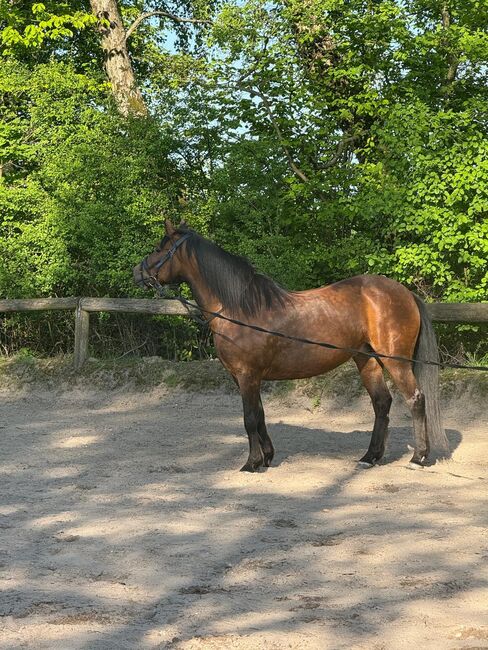 Liebes Pony abzugeben, Marcel S , Horses For Sale, Mettmann , Image 10