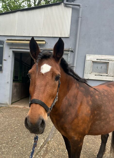 Liebes Pony abzugeben, Marcel S , Horses For Sale, Mettmann , Image 11