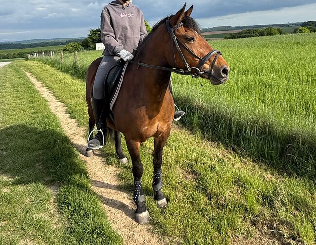Liebes Pony abzugeben, Marcel S , Horses For Sale, Mettmann , Image 2