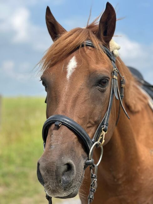 Liebes Pony abzugeben, Marcel S , Horses For Sale, Mettmann , Image 5