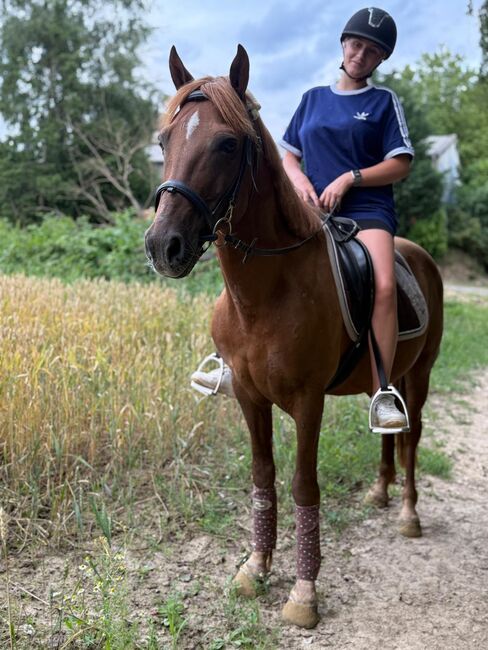 Liebes Pony abzugeben, Marcel S , Horses For Sale, Mettmann , Image 6
