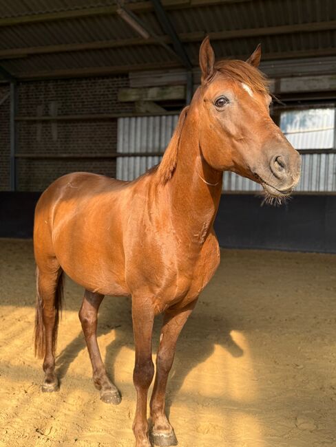 Liebes Pony abzugeben, Marcel S , Horses For Sale, Mettmann 