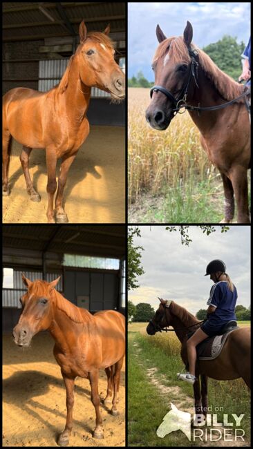 Liebes Pony abzugeben, Marcel S , Horses For Sale, Mettmann , Image 11