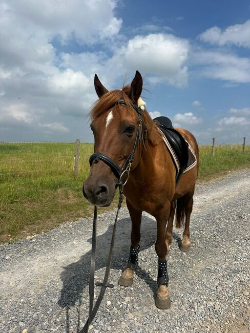 Liebes Pony abzugeben, Marcel S , Horses For Sale, Mettmann , Image 9