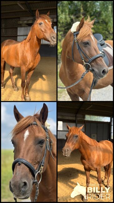 Liebes Pony abzugeben, Marcel S , Horses For Sale, Mettmann , Image 11