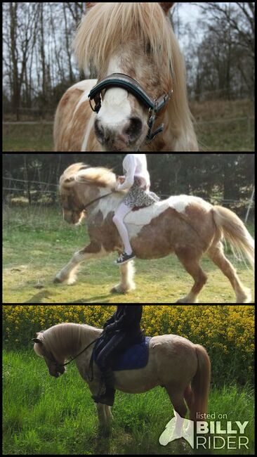 Liebes Pony, Bettina , Horses For Sale, Buchholz , Image 4