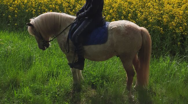 Liebes Pony, Bettina , Horses For Sale, Buchholz , Image 3