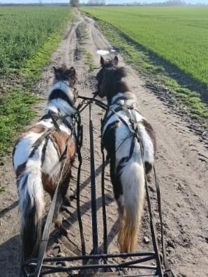 Liebe Pony Stuten/sind gefahren, Marcel S , Horses For Sale, Mettmann , Image 2