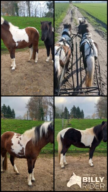 Liebe Pony Stuten/sind gefahren, Marcel S , Horses For Sale, Mettmann , Image 8