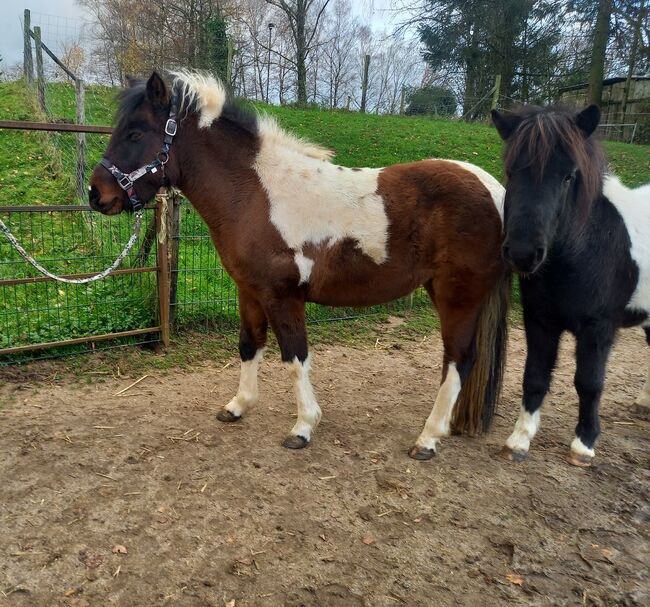 Liebe Pony Stuten/sind gefahren, Marcel S , Horses For Sale, Mettmann , Image 6