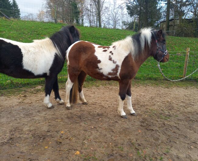 Liebe Pony Stuten/sind gefahren, Marcel S , Horses For Sale, Mettmann , Image 7