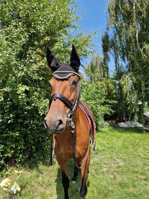 Liebe PRE Stute, Lara C., Horses For Sale, Aldenhoven 