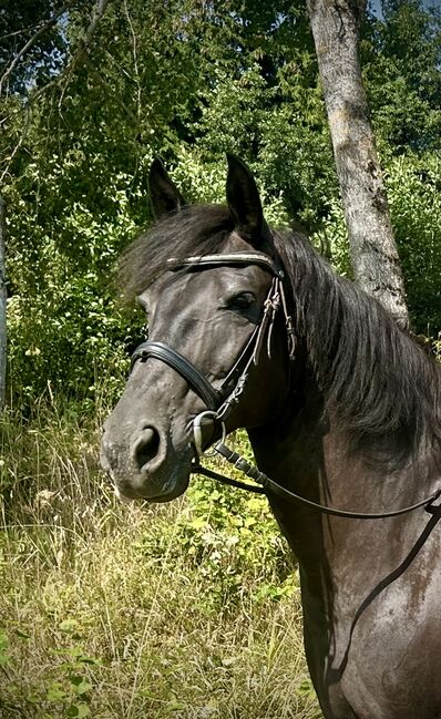 Liebes Ausreit- Freizeitpferd! ♥️🐴🥕, Pferdeglück (Pferdeglück GmbH), Horses For Sale, Pelmberg