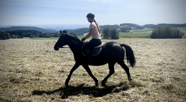 Liebes Ausreit- Freizeitpferd! ♥️🐴🥕, Pferdeglück (Pferdeglück GmbH), Horses For Sale, Pelmberg, Image 5